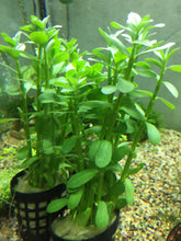 Load image into Gallery viewer, Bacopa Monnieri
