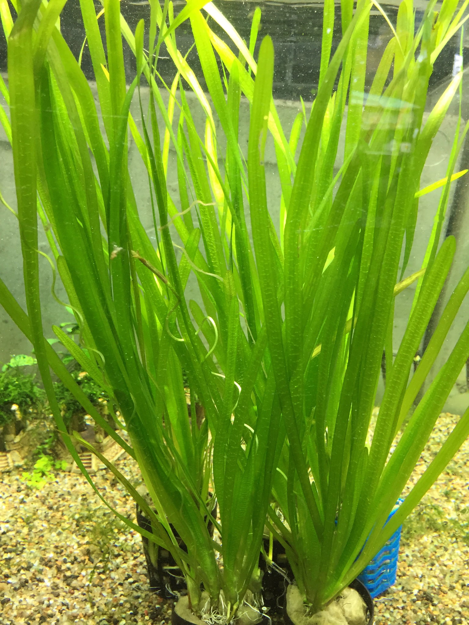 Vallisneria Spiralis Capricorn Aquarium vallisneria-spiralis-capricorn-aquarium