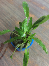 Load image into Gallery viewer, Cryptocoryne wendtii green
