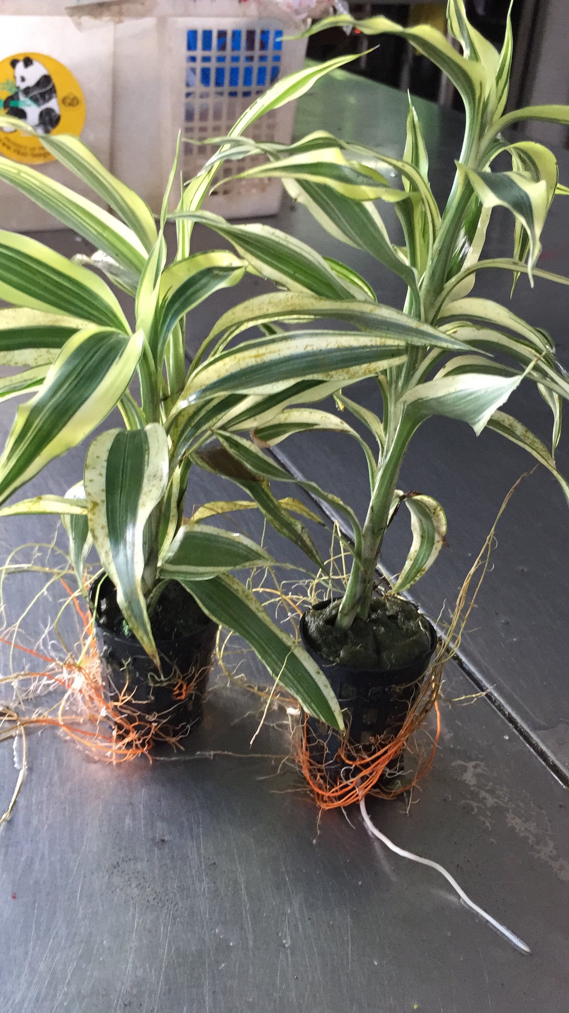 variegated dracaena sanderiana Dracaena Sanderiana