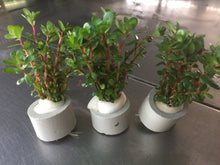 Load image into Gallery viewer, Rotala Sp. Bonsai
