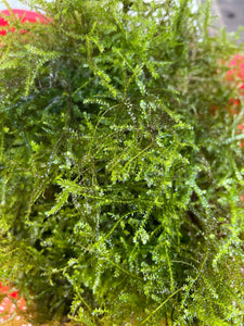 Weeping Moss (Packet)