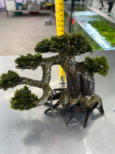 Mini Fissiden (Bonsai Tree)