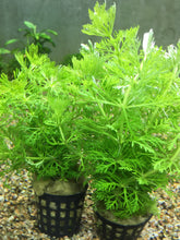 Load image into Gallery viewer, Limnophila Sessiliflora
