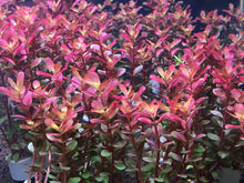 Load image into Gallery viewer, Rotala Super Red
