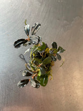 Load image into Gallery viewer, Bucephalandra Firebird
