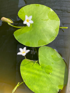 Nymphoides Indica