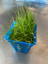 Load image into Gallery viewer, Eleocharis acicularis (Mini hair grass)
