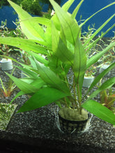 Load image into Gallery viewer, Hygrophila Siamensis
