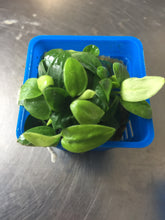 Load image into Gallery viewer, Anubias Mini Golden Nana
