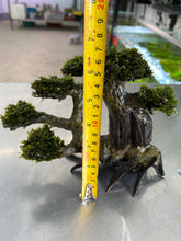 Load image into Gallery viewer, Mini Fissiden (Bonsai Tree)
