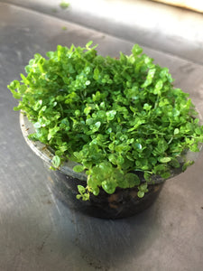 Hemianthus callitrichoides (Baby Tears)(Per Cup)