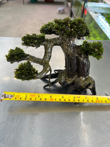 Mini Fissiden (Bonsai Tree)