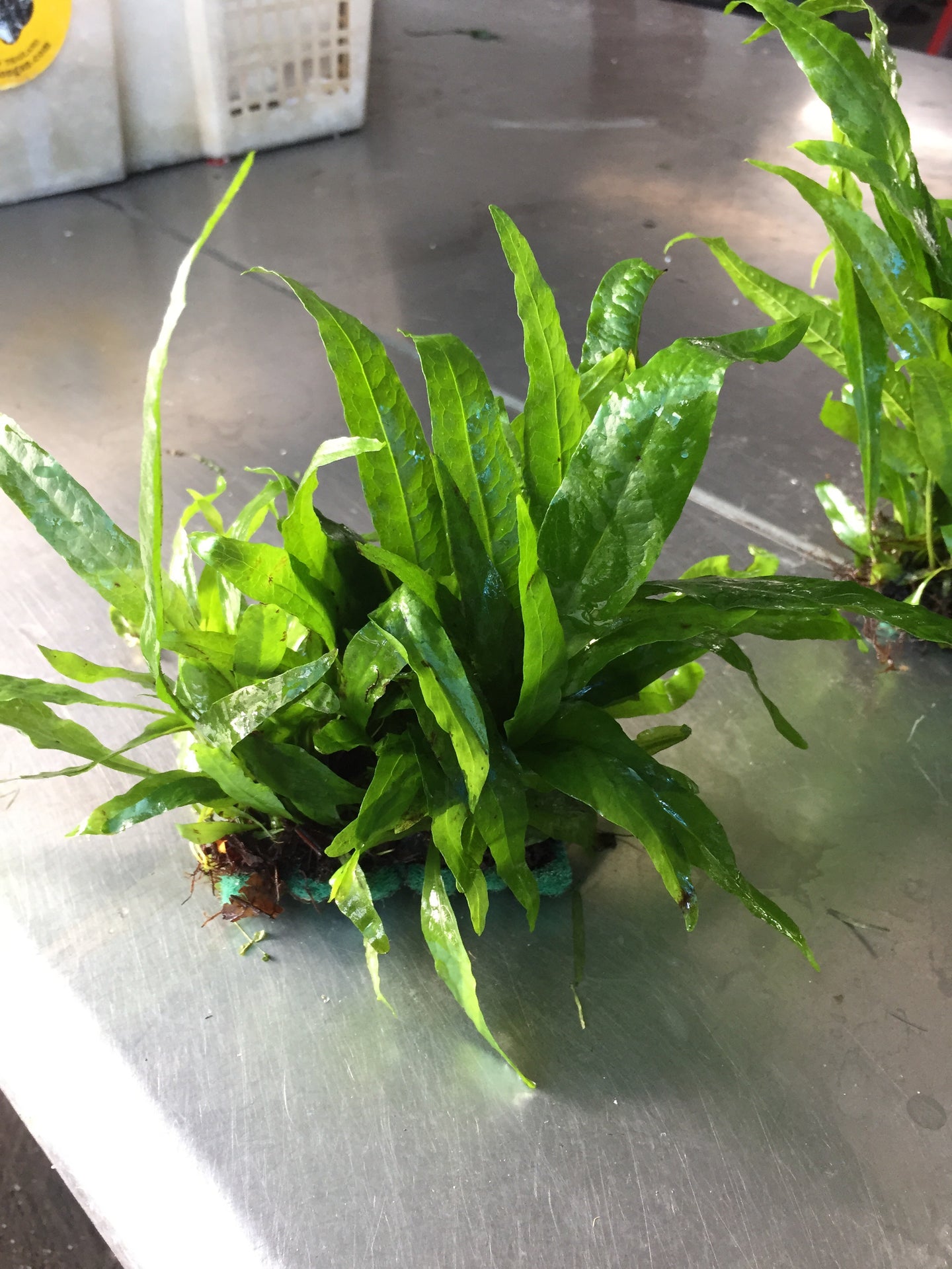 Microsorum pteropus (MESH)