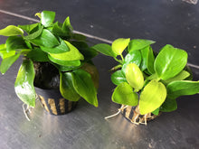 Load image into Gallery viewer, Anubias Golden Nana
