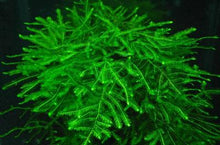 Load image into Gallery viewer, Java moss (Vesicularis dubyana)(Packet)
