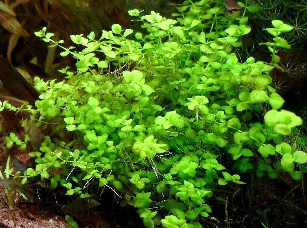 Micranthemum umbrosum крупним планом