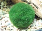 Cladophora Aegagropila/ Moss Ball