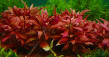 Load image into Gallery viewer, Alternanthera Reineckii Mini
